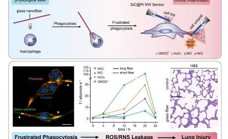 黄卫华课题组在纳米电化学定量监测沮丧吞噬ROS/RNS泄露方面获得新进展