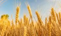 西浦学者最新研究彰显中国粮食系统的可持续发展潜能